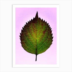 Leaf On A Purple Background Art Print