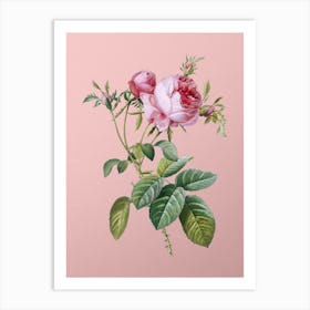 Vintage Pink Cabbage Rose de Mai Botanical on Soft Pink n.0338 Art Print