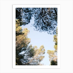 Looking up in the forest // Ibiza Nature & Travel Photography Art Print
