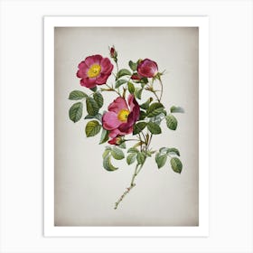 Vintage Rose of Love Bloom Botanical on Parchment n.0247 Art Print
