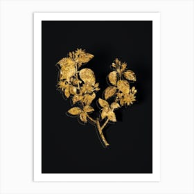 Vintage Crossberry Botanical in Gold on Black n.0568 Art Print