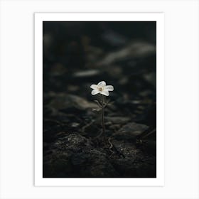 Single Flower 33 Art Print