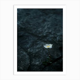 Single White Flower On A Rock Art Print