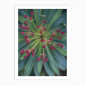 Blooming Succulent Art Print