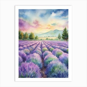 Lavender Field At Sunset Art Print