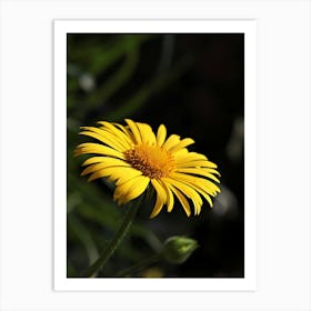 Yellow Daisy 2 Art Print