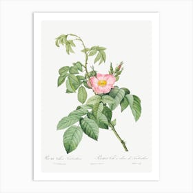 The Apple Rose, Pierre Joseph Redoute Art Print