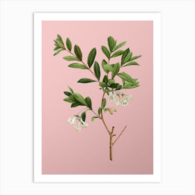 Vintage White Honeysuckle Plant Botanical on Soft Pink n.0666 Art Print