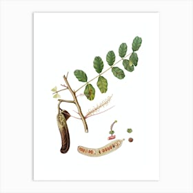 Vintage Carob Botanical Illustration on Pure White n.0326 Art Print