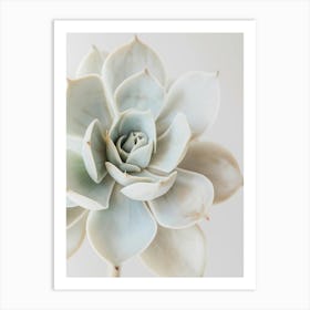 White Succulent Flower Art Print