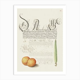 Mayfly, Apricot, And Reed Grass From Mira Calligraphiae Monumenta, Joris Hoefnagel Art Print