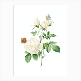 Vintage White Bengal Rose Botanical Illustration on Pure White n.0821 Art Print