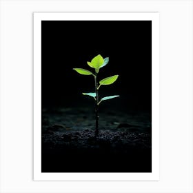 Young Tree In The Dark 2 Art Print