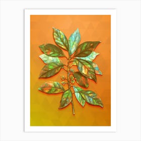 Vintage Redbay Botanical Art on Tangelo n.0015 Art Print