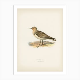 Sanderling (Crocethia Alba), The Von Wright Brothers Art Print