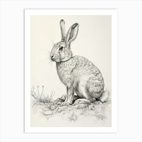 American Sable Rabbit Drawing 4 Art Print