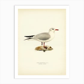Black Headed Gull, The Von Wright Brothers 1 Art Print
