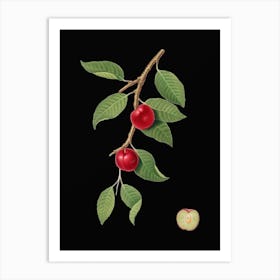 Vintage Cherry Plum Botanical Illustration on Solid Black n.0726 Art Print