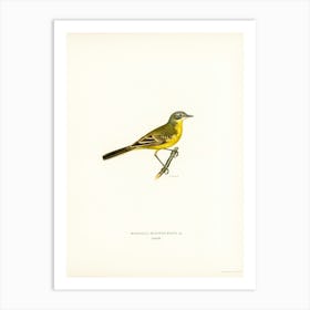 Western Yellow Wagtail, The Von Wright Brothers Art Print