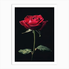 Red Rose On Black Background 26 Art Print