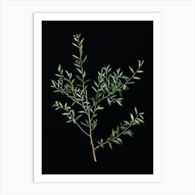 Vintage Myrtle Dahoon Branch Botanical Illustration on Solid Black n.0780 Art Print