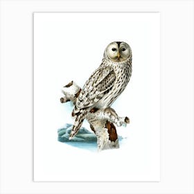 Vintage Ural Owl Bird Illustration on Pure White n.0089 Art Print