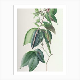 Wintergreen Herb Pencil Colour Art Print