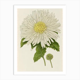 Chrysanthemums Vintage Botanical Flower Art Print