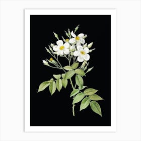 Vintage Musk Rose Botanical Illustration on Solid Black n.0385 Art Print