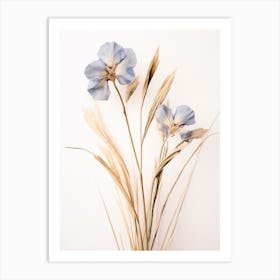 Pressed Flower Botanical Art Flax Flower 1 Art Print