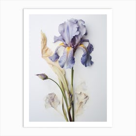 Pressed Flower Botanical Art Iris 1 Art Print