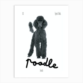 Poodle - Dog - French - Typography - Art Print - Retro - Canine - White & Black - Minimalist  Art Print