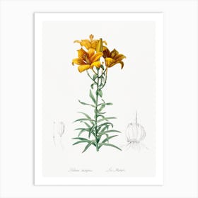 Fire Lily Illustration From Les Liliacées, Pierre Joseph Redouté Art Print