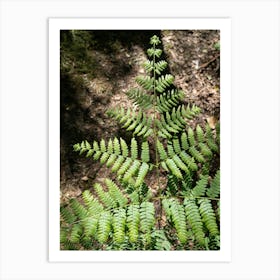 Green fern in the middle of the forest Art Print