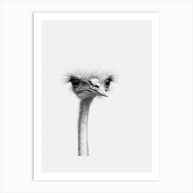 Ostrich B&W Pencil Drawing 2 Bird Art Print