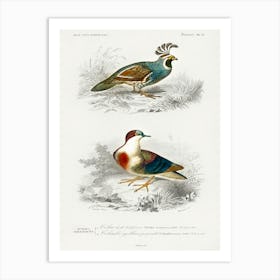 Different Types Of Birds, Charles Dessalines D'Orbigny 23 Art Print