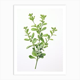 Thyme Vintage Botanical Herbs 7 Art Print