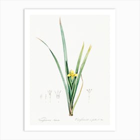 Yellow Iris Illustration From Les Liliacées (1805), Pierre Joseph Redoute Art Print