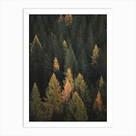 Autumn Pine Forest Art Print