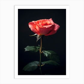 Single Pink Rose On Black Background 5 Poster