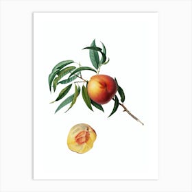 Vintage Peach Botanical Illustration on Pure White n.0084 Art Print