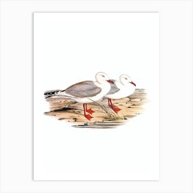 Vintage Jameson's Gull Bird Illustration on Pure White n.0138 Art Print