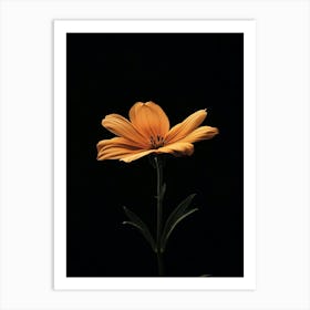 Single Orange Flower On Black Background 10 Art Print