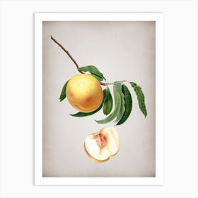 Vintage Duracina Peach Botanical on Parchment n.0157 Art Print