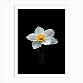 Daffodil 2 Art Print