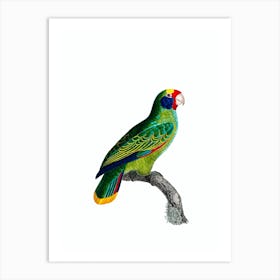 Vintage Red And Blue Amazon Parrot Bird Illustration on Pure White Art Print