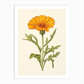 Calendula Pot Marigold Vintage Botanical Herbs 0 Art Print