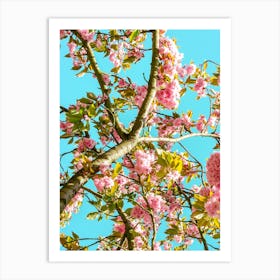 Cherry Trees In Bloom 04 Art Print