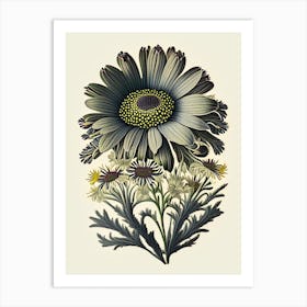 Osteospermum 2 Floral Botanical Vintage Poster Flower Art Print