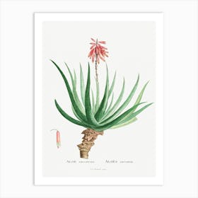 Aloe Socotrina Image From Histoire Des Plantes Grasses (1799), Pierre Joseph Redoute Art Print